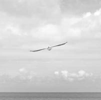 img for Demo Article...